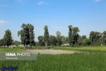 اصفهانیها آب ندارند، ولی شالیزار چرا!